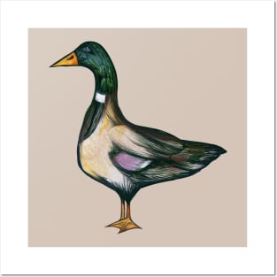 Mallard Duck Posters and Art